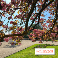 Cerisier - Jardin des Serres d'Auteuil - IMG 1497