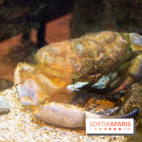 Aquarium Sea Life - IMG 8395