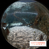 Aquarium Sea Life - IMG 8385