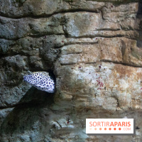 Aquarium Sea Life - IMG 8376