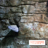 Aquarium Sea Life - IMG 8377