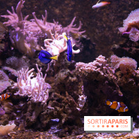 Aquarium Sea Life - IMG 8353