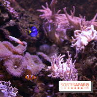 Aquarium Sea Life