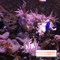 Aquarium Sea Life - IMG 8357