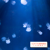 Aquarium Sea Life - IMG 8358