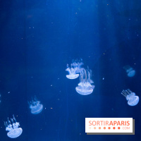 Aquarium Sea Life - IMG 8360