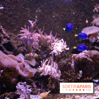 Aquarium Sea Life - IMG 8349