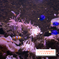 Aquarium Sea Life - IMG 8350