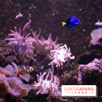 Aquarium Sea Life - IMG 8352