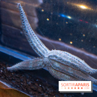 Aquarium Sea Life