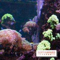 Aquarium Sea Life - IMG 8332