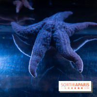 Aquarium Sea Life - IMG 8333