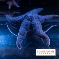 Aquarium Sea Life - IMG 8334