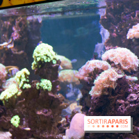 Aquarium Sea Life - IMG 8327