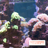 Aquarium Sea Life - IMG 8328