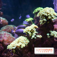 Aquarium Sea Life