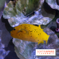 Aquarium Sea Life - IMG 8296