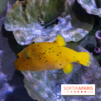 Aquarium Sea Life - IMG 8297