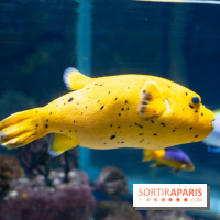 Aquarium Sea Life - IMG 8298