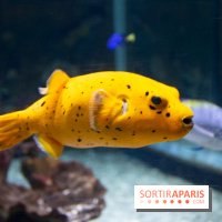 Aquarium Sea Life - IMG 8300