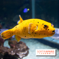 Aquarium Sea Life - IMG 8301