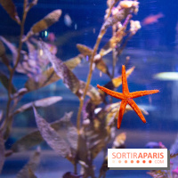 Aquarium Sea Life - IMG 8287