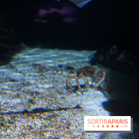 Aquarium Sea Life - IMG 8294