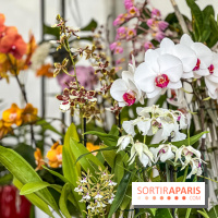 Esprit Jardin à Versailles - Marché aux plantes et animations