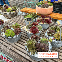 Esprit Jardin à Versailles - Marché aux plantes et animations  - IMG 6093