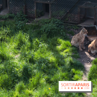 Zoo de Thoiry 2023 - Lynx