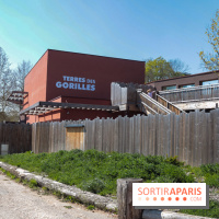 Zoo de Thoiry 2023 - Terre des gorilles