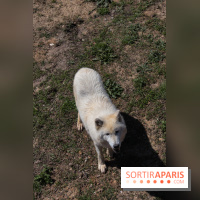 Zoo de Thoiry 2023 - Loup arctique