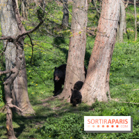 Zoo de Thoiry 2023 - Ours