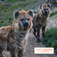 Les tanières du zoo de Thoiry 2023 - 2CE19895 4538 4206 B38C F4A8EC191AC9