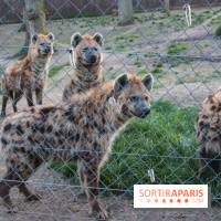 Les tanières du zoo de Thoiry 2023 - 23F55C62 1F67 49D3 BB36 571FD672878C