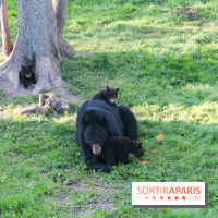 Les tanières du zoo de Thoiry 2023 - Ours