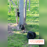 Les tanières du zoo de Thoiry 2023 - Ours