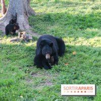 Les tanières du zoo de Thoiry 2023 - Ours