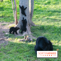 Les tanières du zoo de Thoiry 2023 - Ours