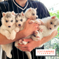 Puppy Yoga - image00002