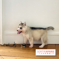 Puppy Yoga - image00004