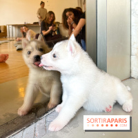 Puppy Yoga - image00006