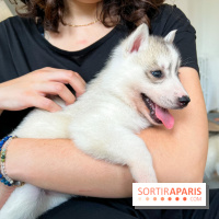 Puppy Yoga - image00010