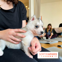 Puppy Yoga