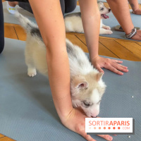 Puppy Yoga