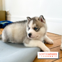 Puppy Yoga