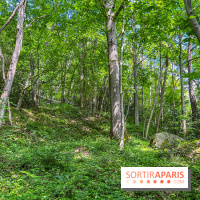 Visuel forêt  - IMG 7056