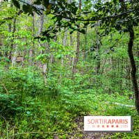 Visuel forêt  - IMG 7051