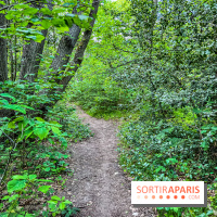 Visuel forêt  - IMG 7048