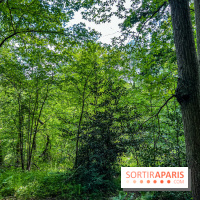 Visuel forêt  - IMG 7044